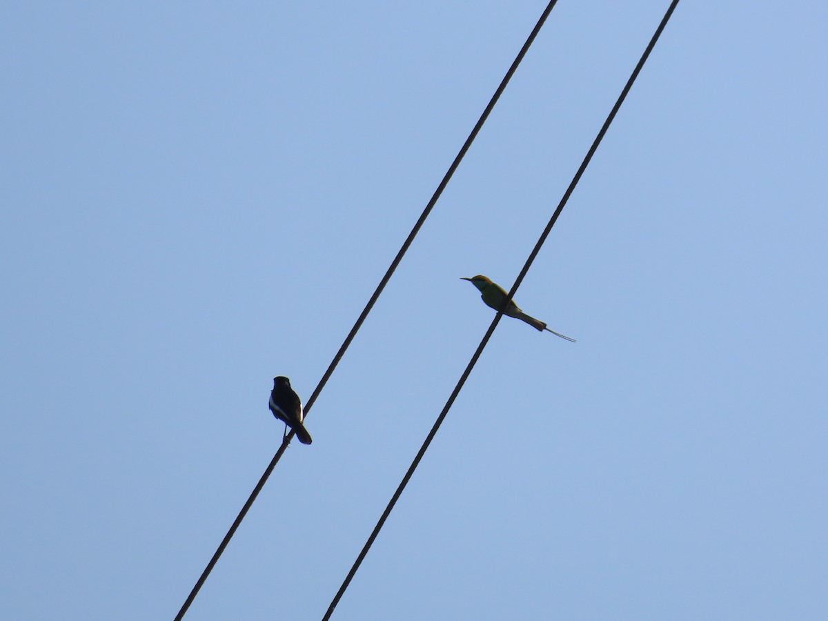 Asian Green Bee-eater - Shilpa Gadgil