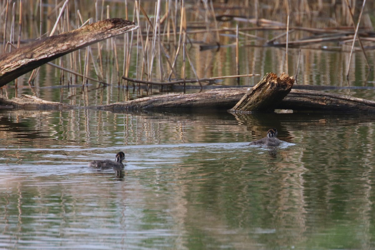 Pied-billed Grebe - Joli Reising