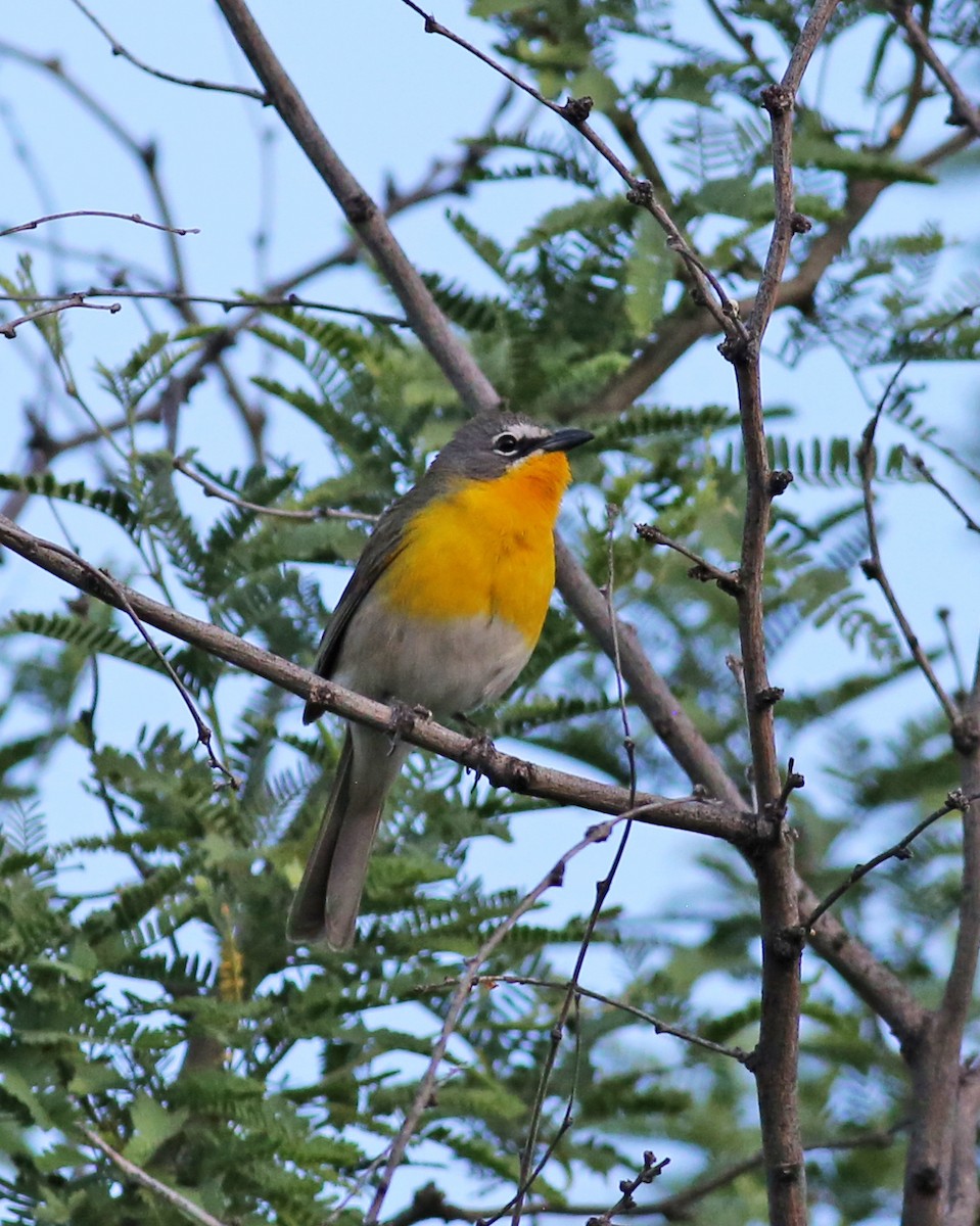 Yellow-breasted Chat - Marceline VandeWater