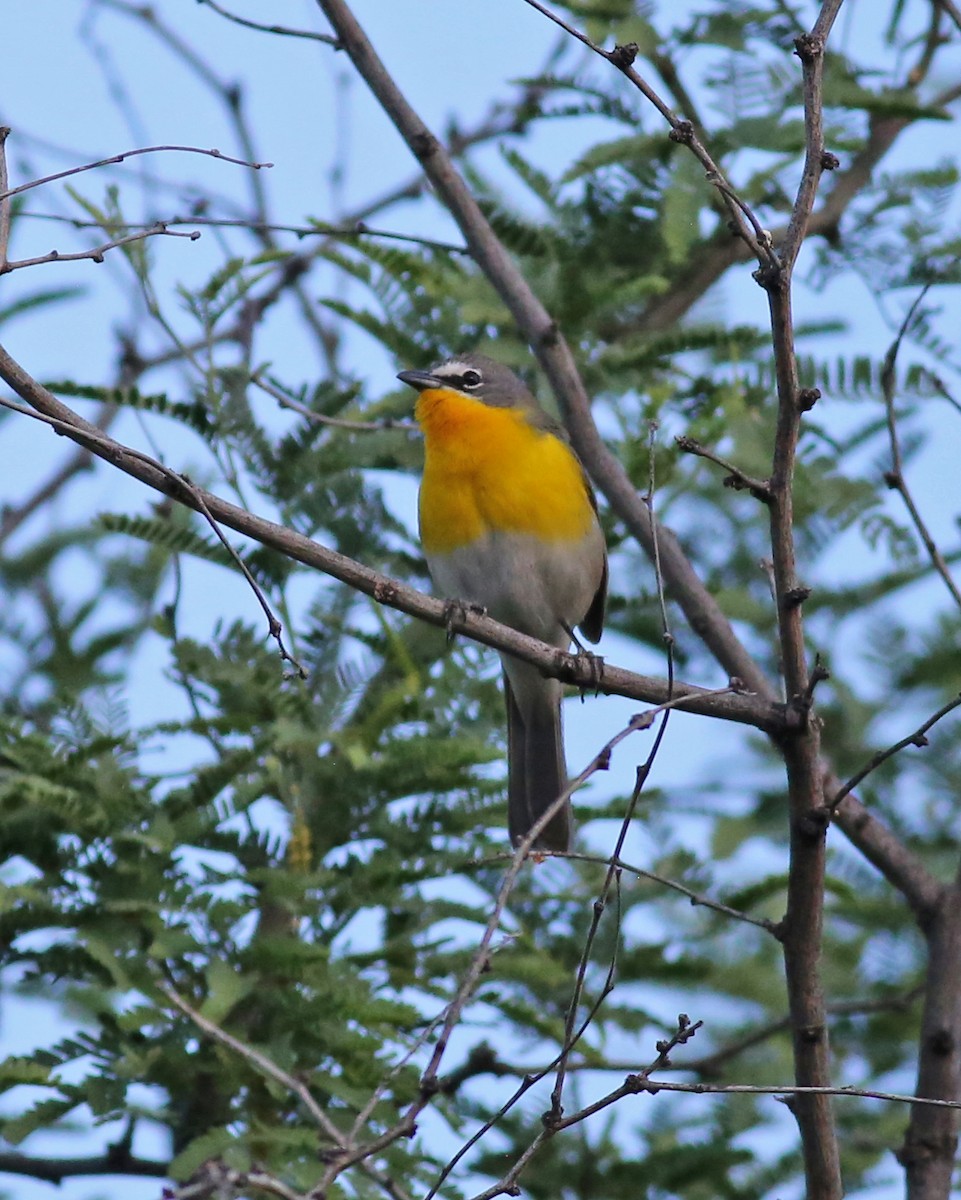 Yellow-breasted Chat - Marceline VandeWater
