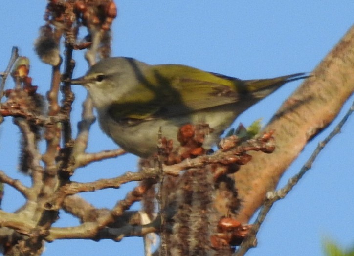 Tennessee Warbler - Deborah Fleming