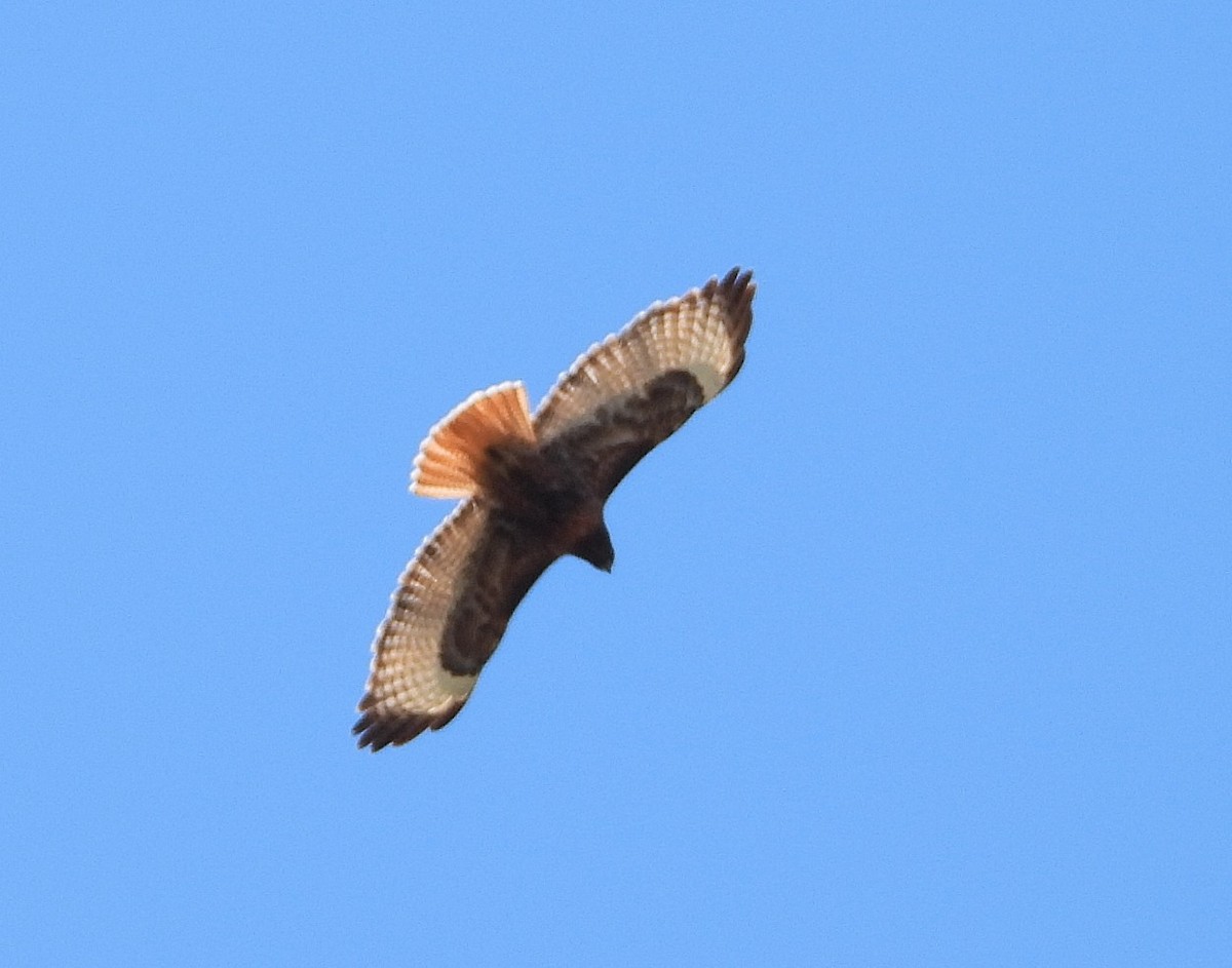 Red-tailed Hawk - ML619201664