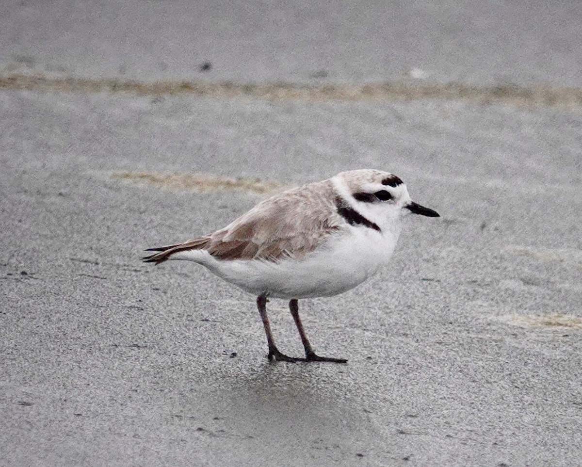 Snowy Plover - maxine reid