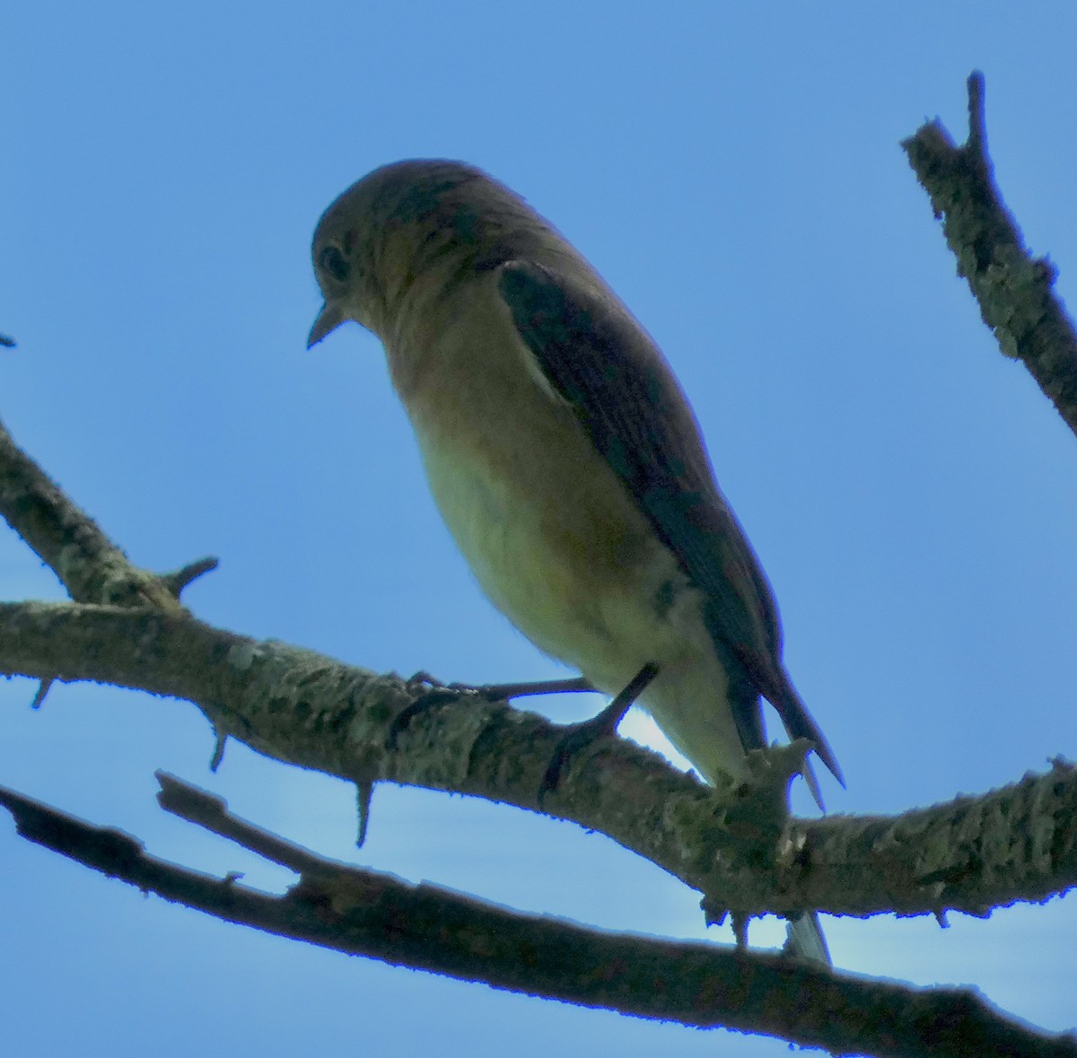 Eastern Bluebird - Connee Chandler