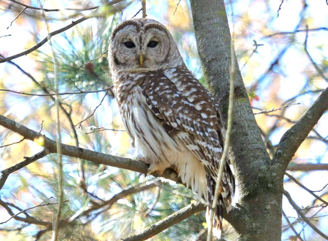 Barred Owl - Marcus Brown