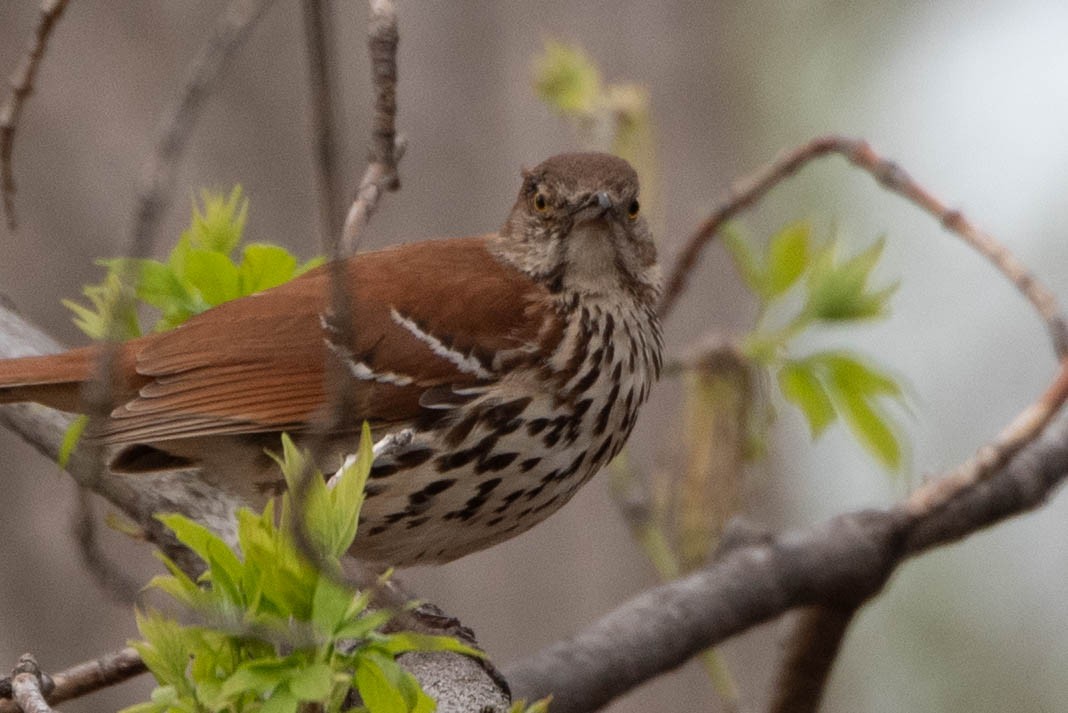 Brown Thrasher - Andrea Heine