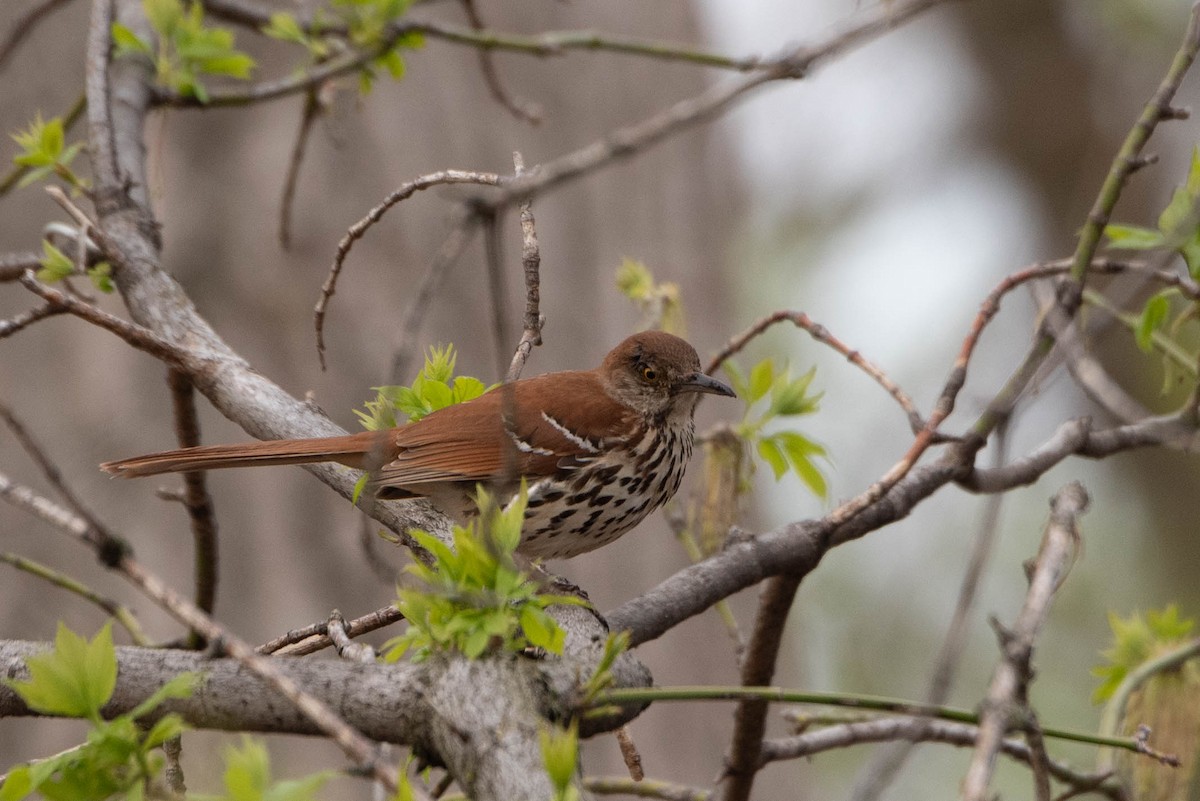 Brown Thrasher - Andrea Heine