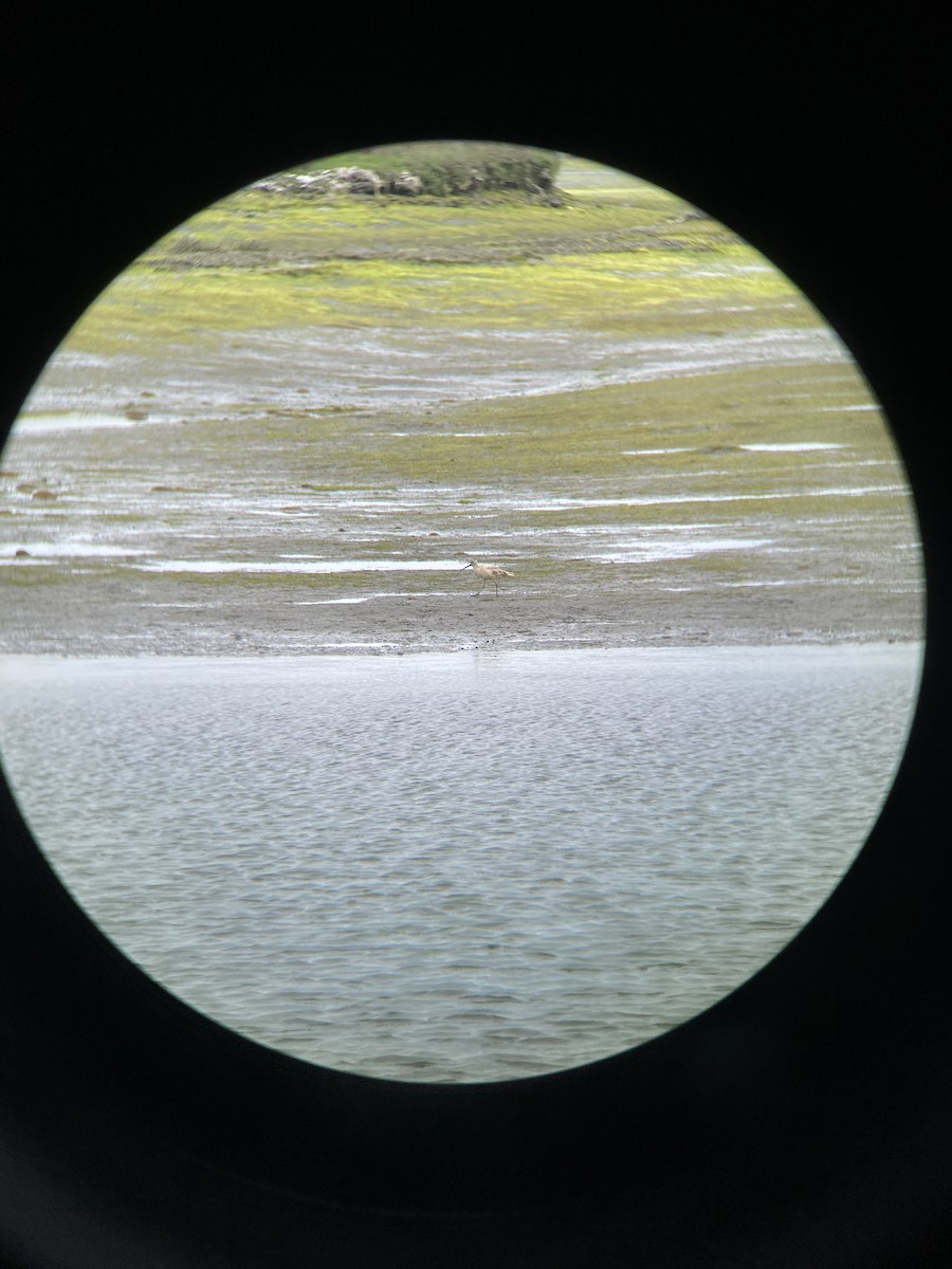 Long-billed Curlew - Noah DiFiore