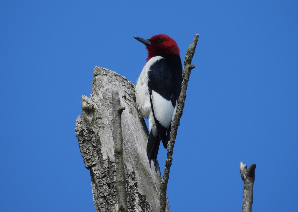 Red-headed Woodpecker - Glenn Hodgkins