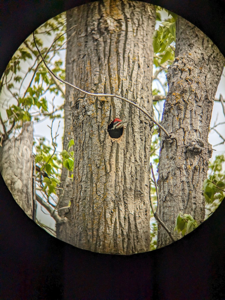 Pileated Woodpecker - ML619201774