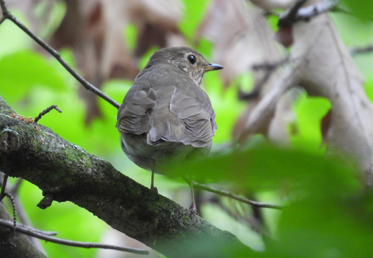 Swainson's Thrush - ML619201780