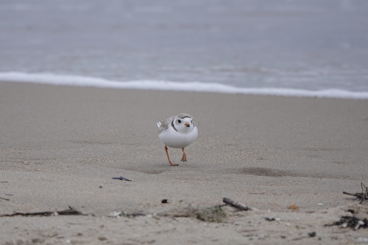 Piping Plover - ML619201795