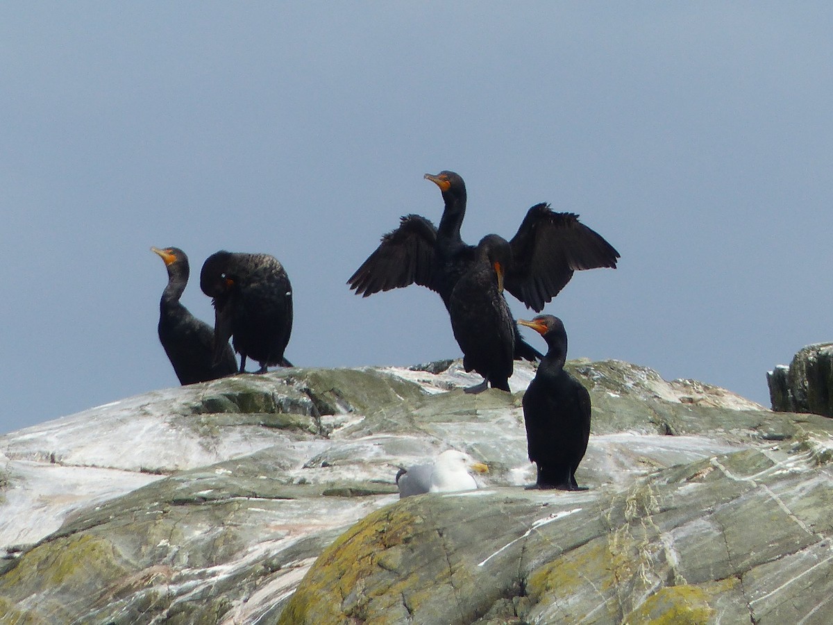 Double-crested Cormorant - Christopher LeBlanc