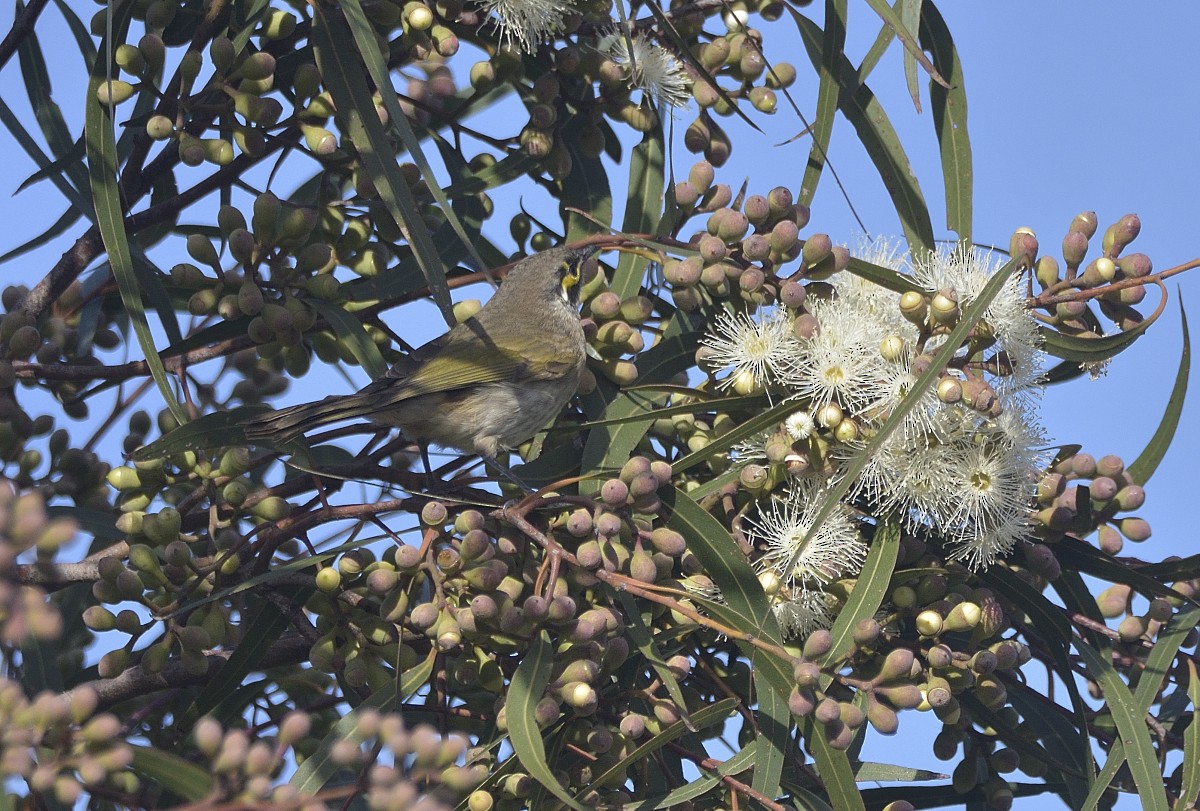 Yellow-faced Honeyeater - Anthony Katon