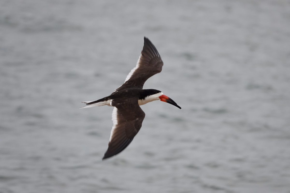 Black Skimmer - ML619201823