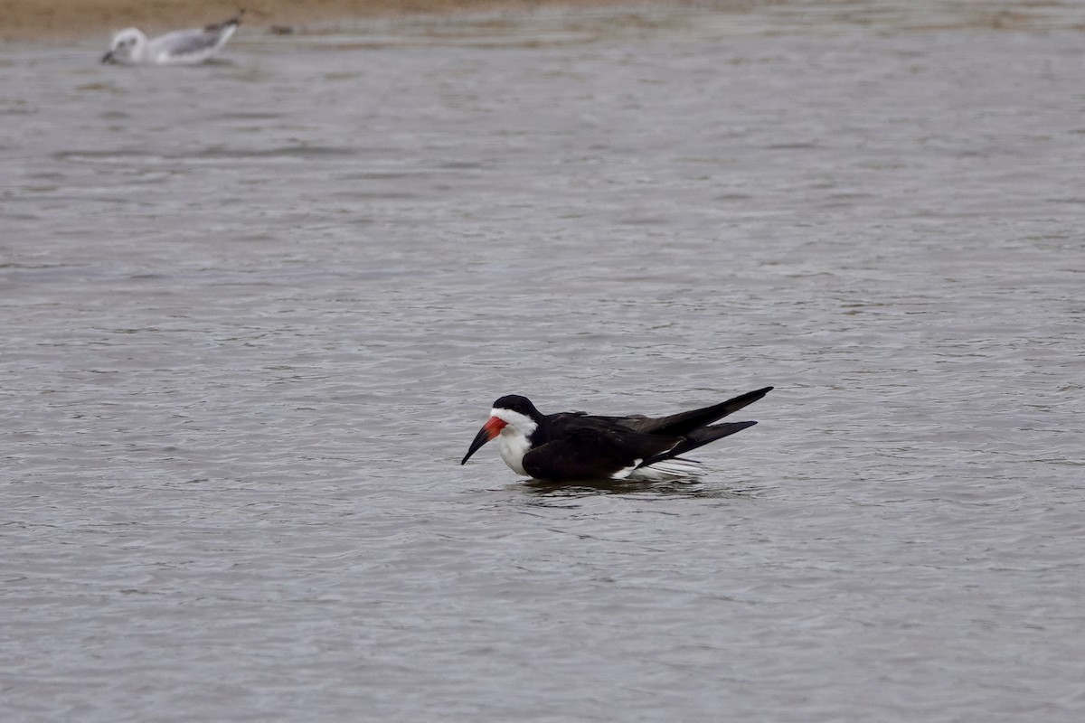 Black Skimmer - ML619201824