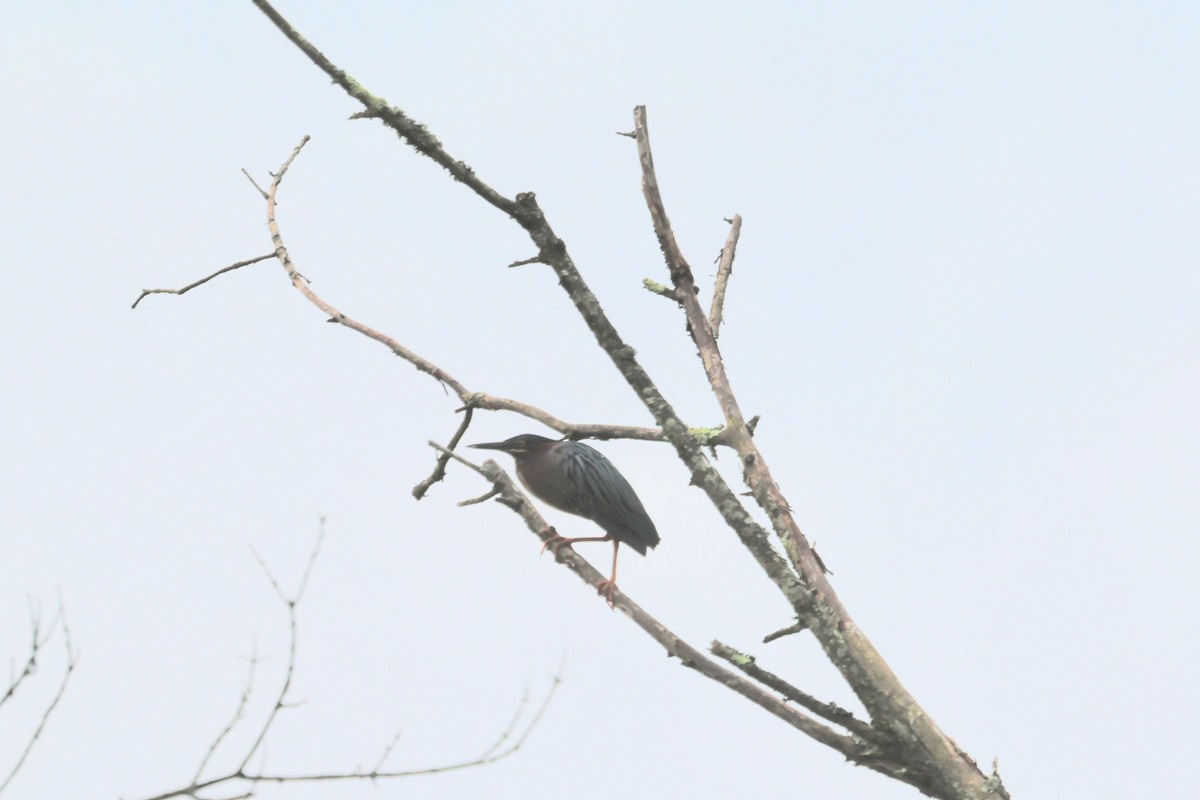 Green Heron - Vickie Baily