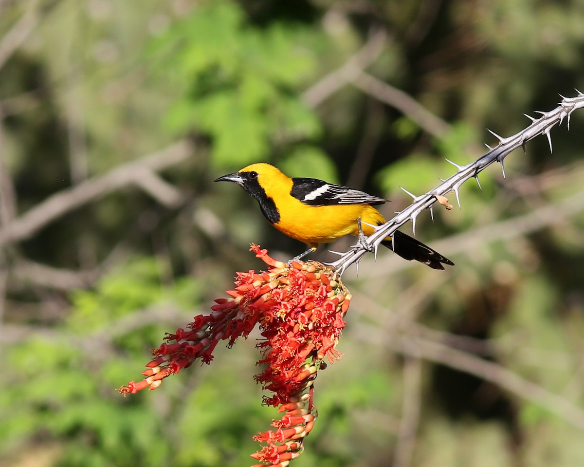 Hooded Oriole (nelsoni Group) - Marceline VandeWater