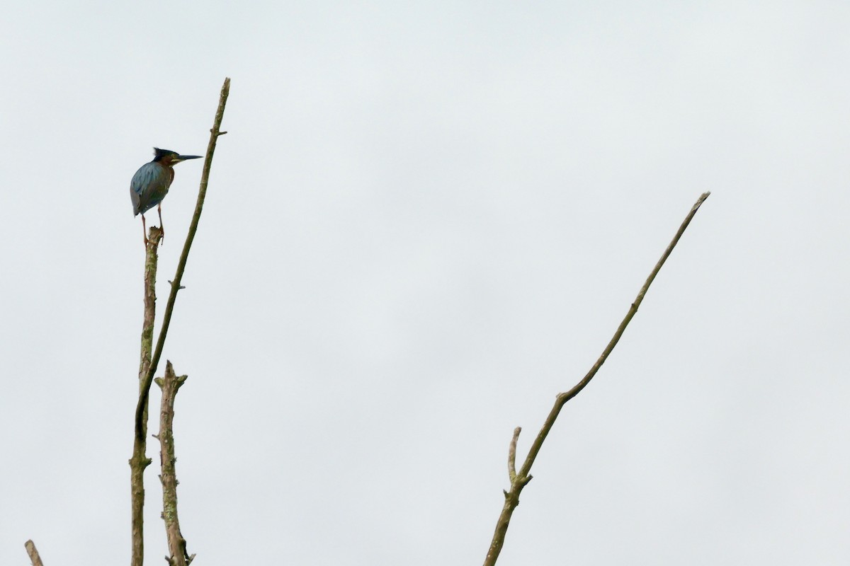 Green Heron - ML619201838