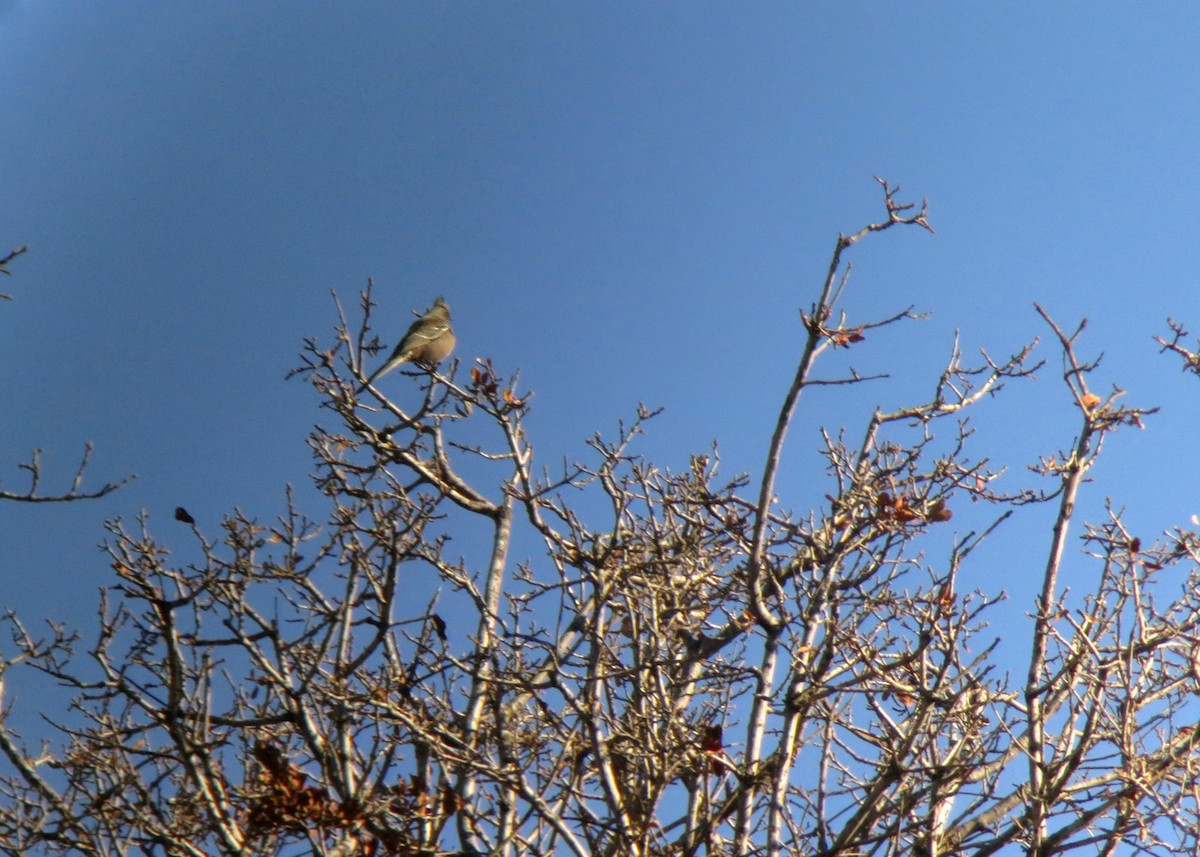 Phainopepla - William Clark