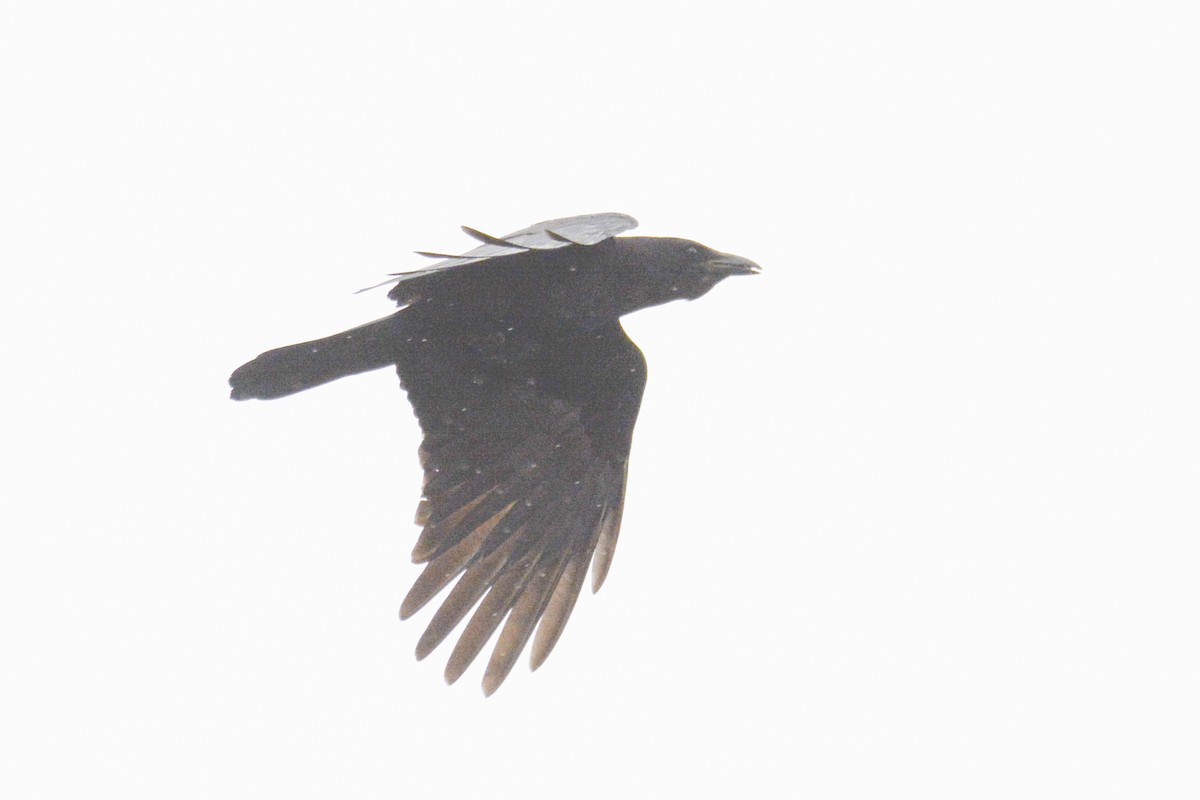 Fish Crow - Jax Nasimok