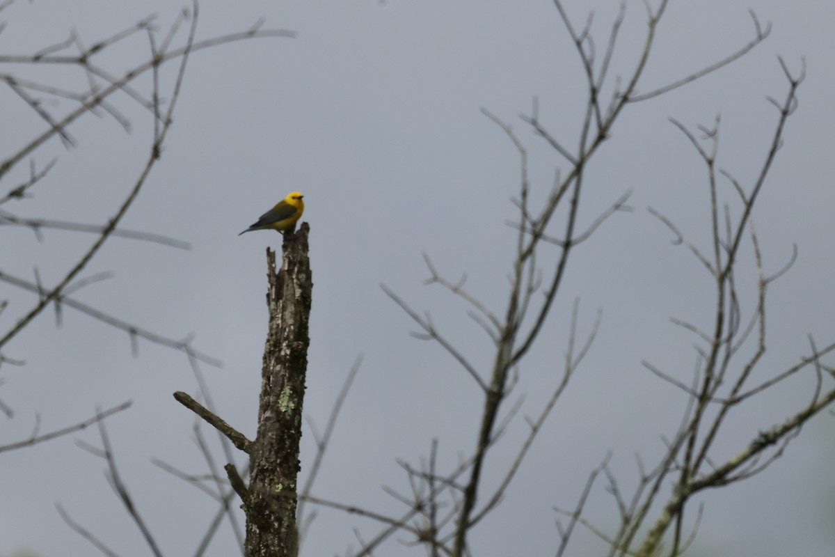 Prothonotary Warbler - ML619201853