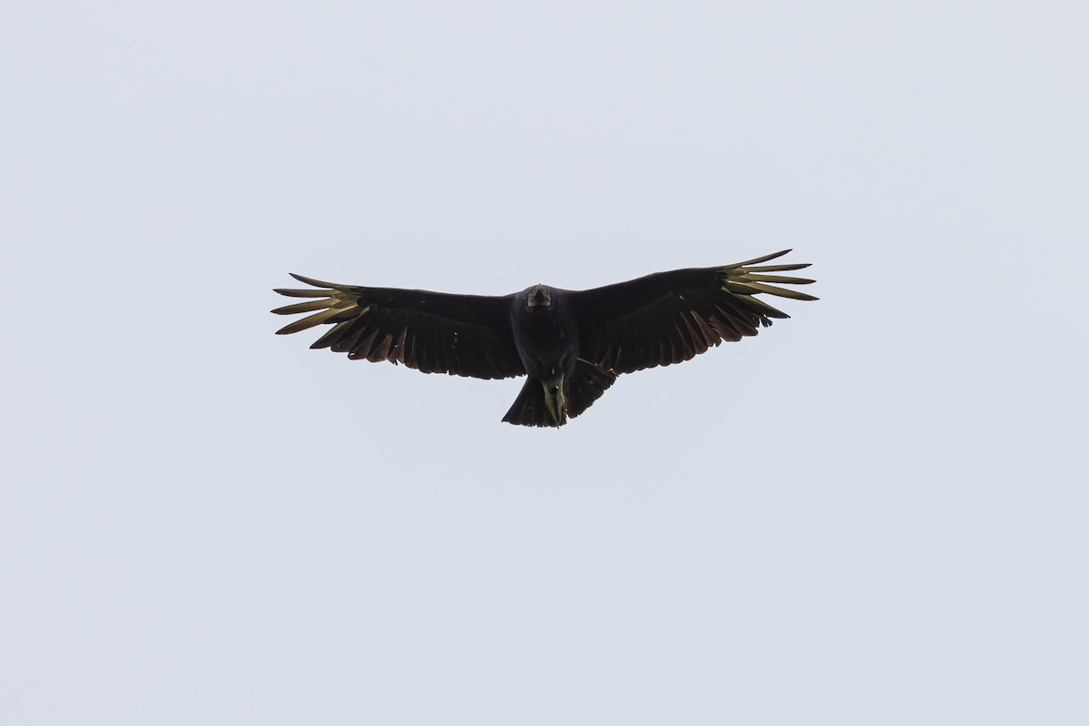 Black Vulture - Harris Stein