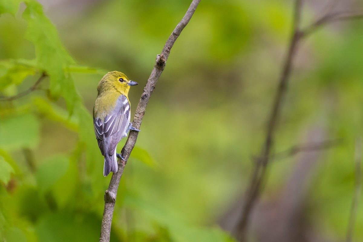 Yellow-throated Vireo - Harris Stein