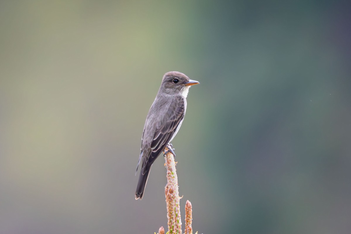 Olive-sided Flycatcher - Anne Spiers