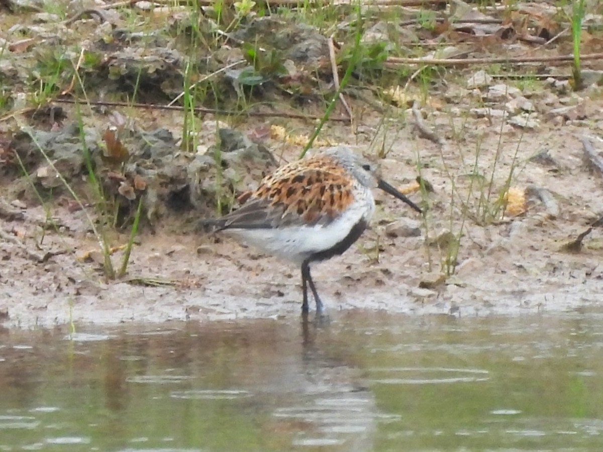 Dunlin - Mark Jennings