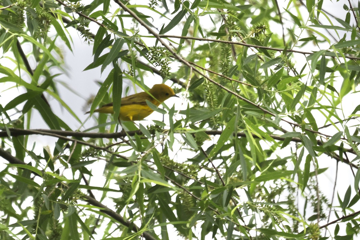 Yellow Warbler - Vickie Baily