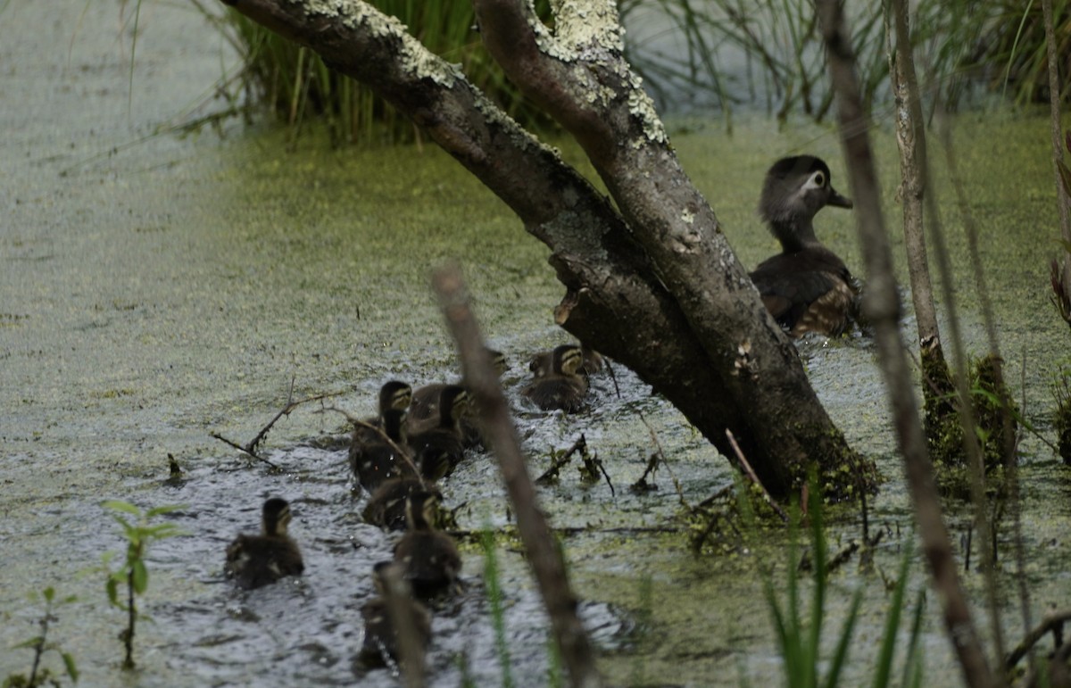 Wood Duck - ML619201902