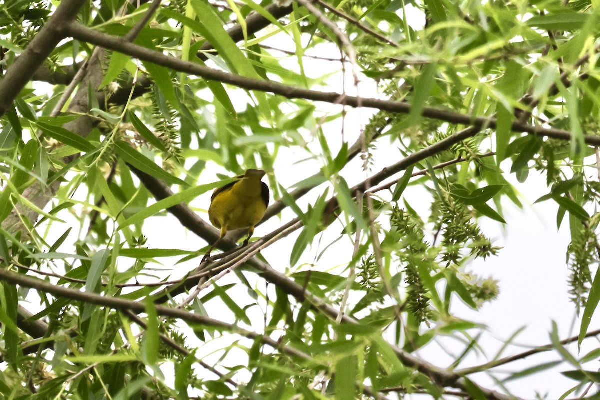 Yellow Warbler - ML619201903