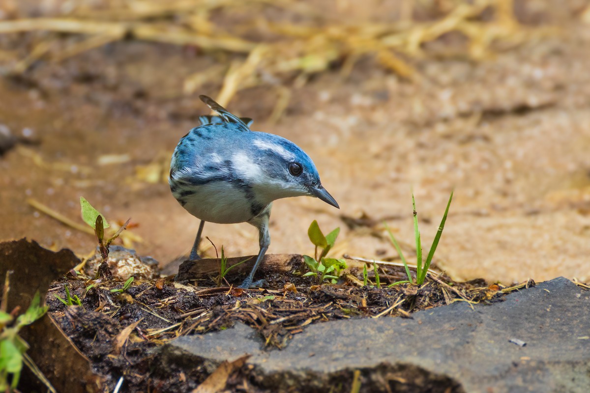 Cerulean Warbler - Harris Stein