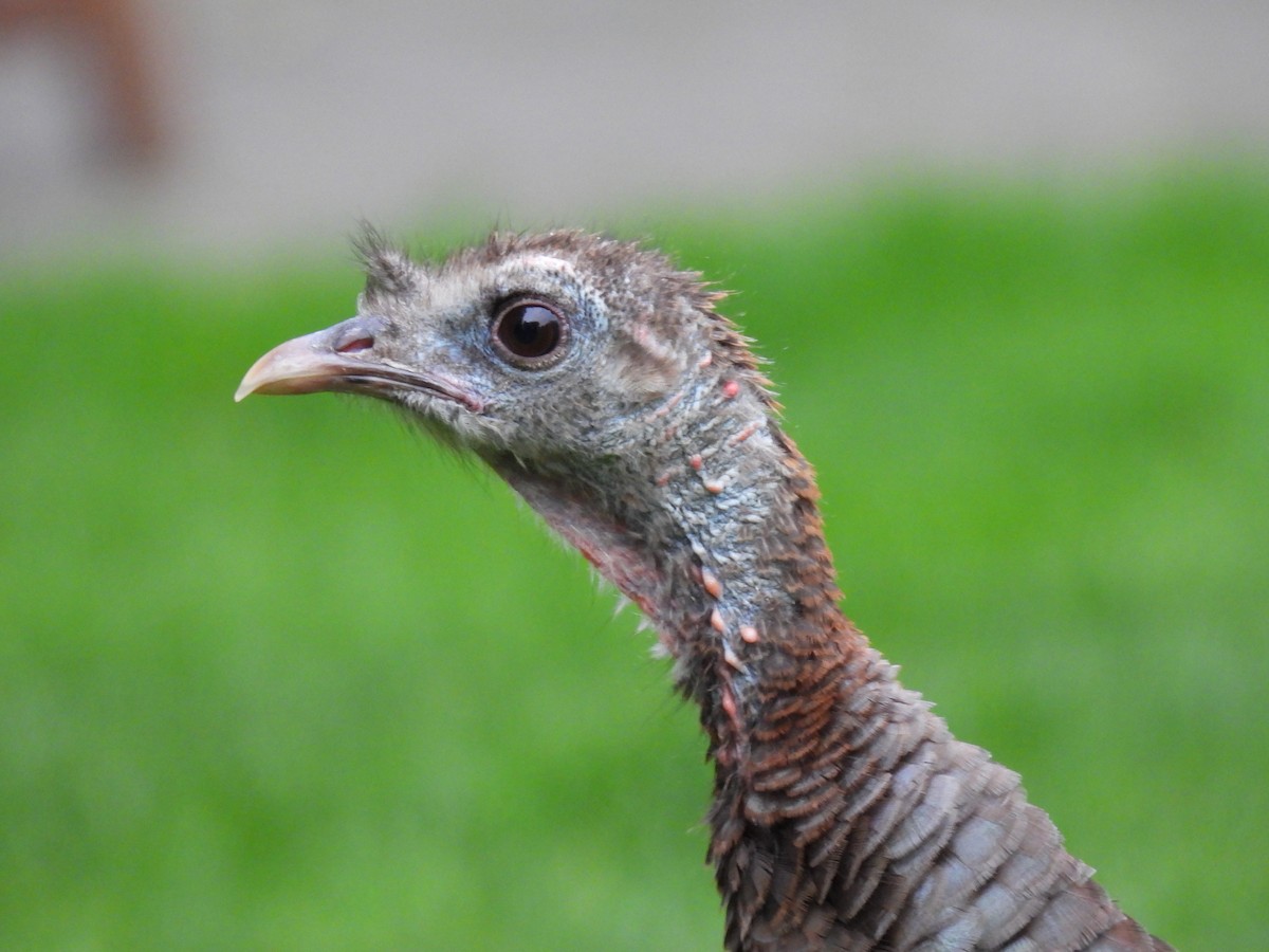 Wild Turkey - ML619201908