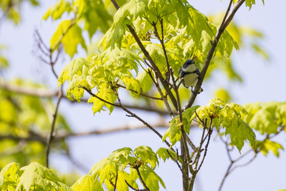 Cerulean Warbler - Harris Stein