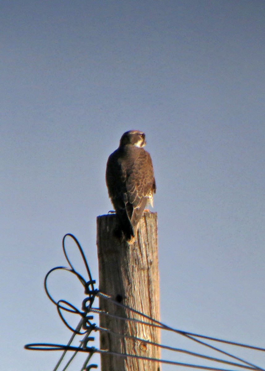 Prairie Falcon - William Clark