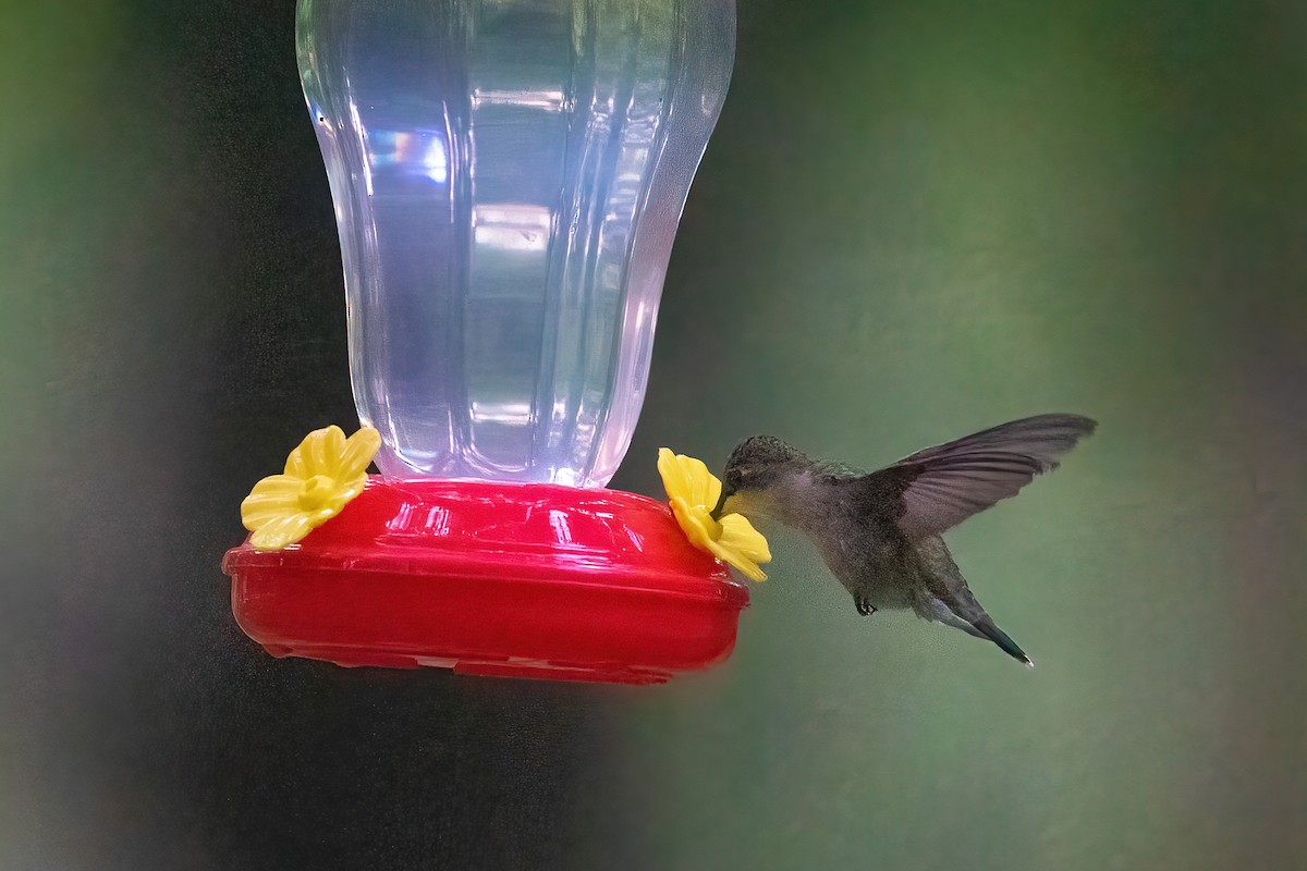 Ruby-throated Hummingbird - Zeno Taylord-Hawk