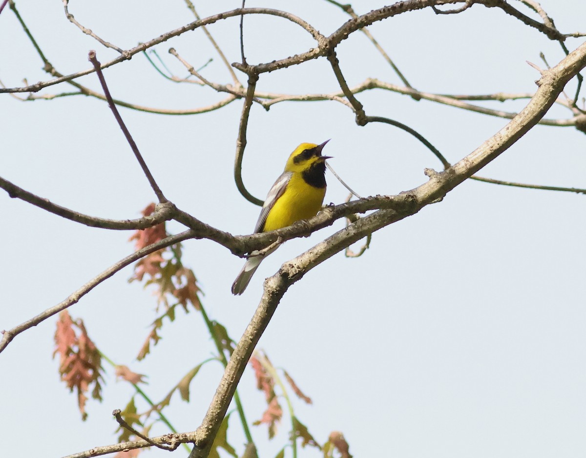 Lawrence's Warbler (hybrid) - ML619201932