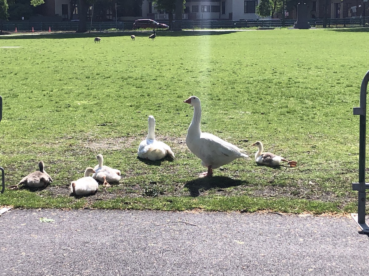 Domestic goose sp. (Domestic type) - Tim E.