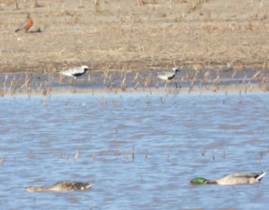 Black-bellied Plover - Terry Ansel