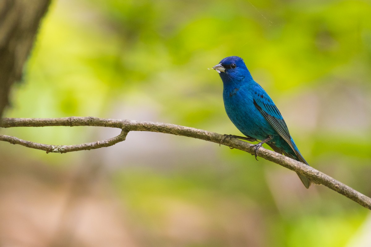 Indigo Bunting - Harris Stein