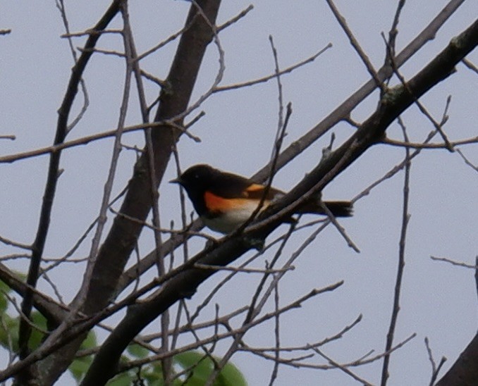 American Redstart - Adrianne Knighton