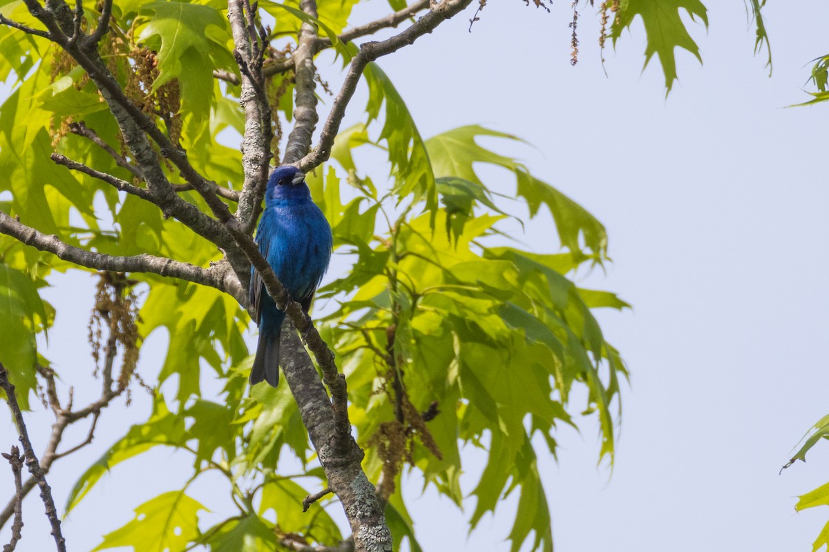 Indigo Bunting - Harris Stein