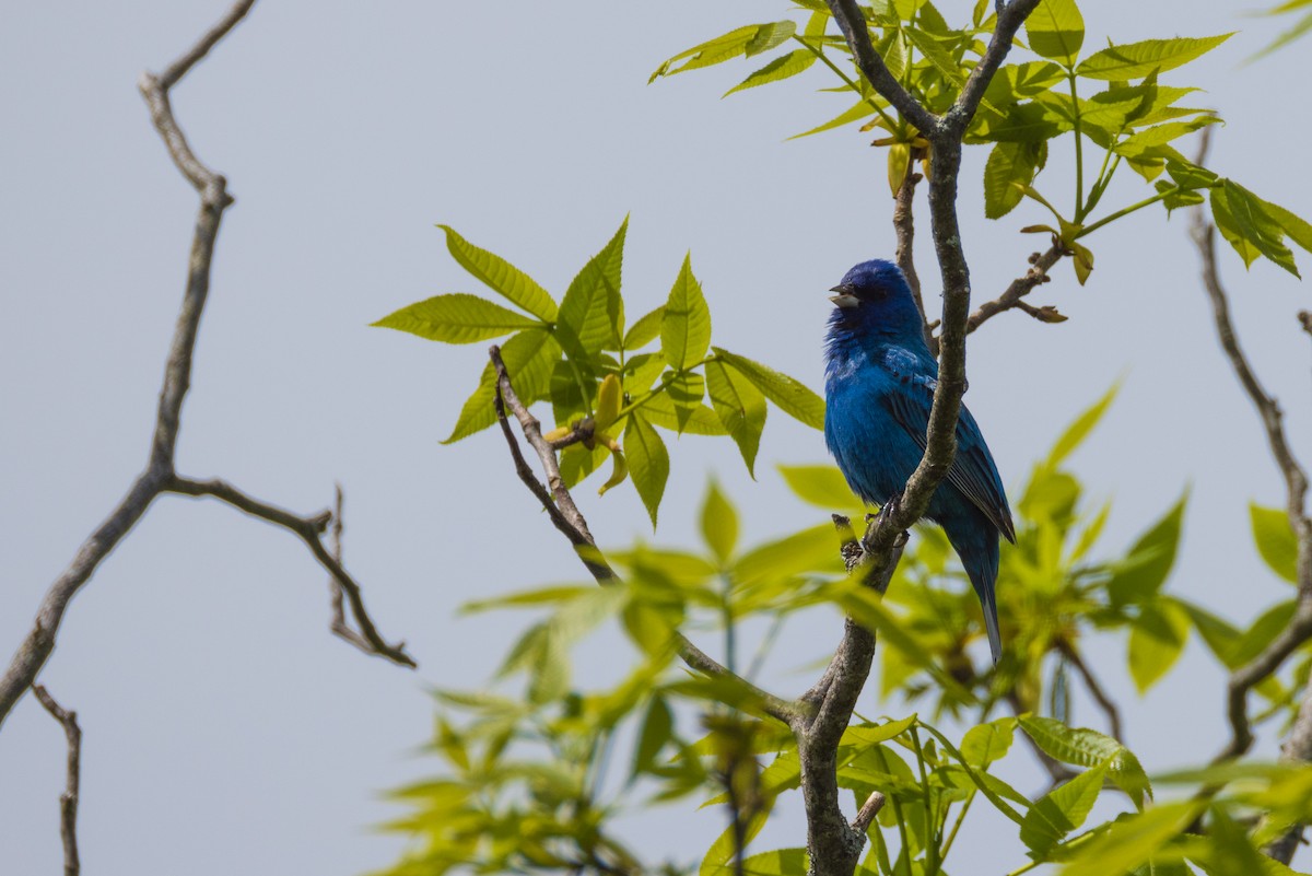 Indigo Bunting - Harris Stein