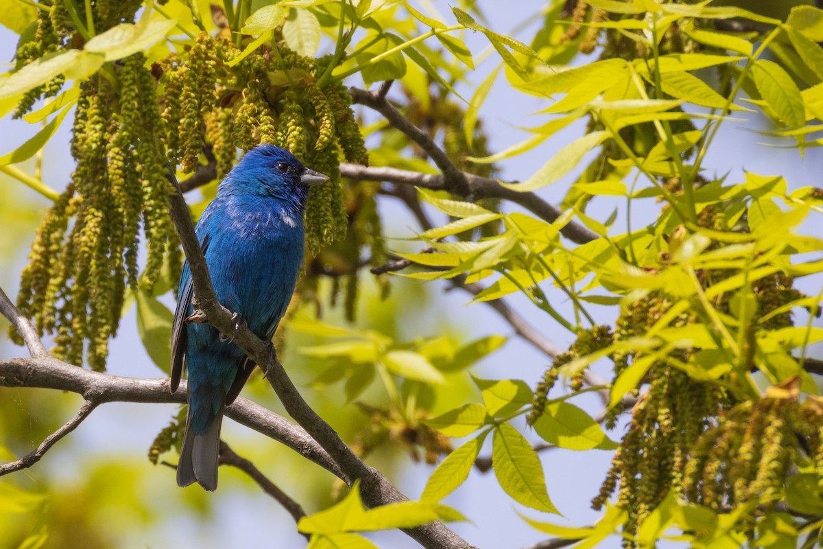 Indigo Bunting - Harris Stein