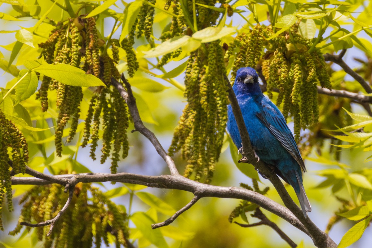 Indigo Bunting - Harris Stein