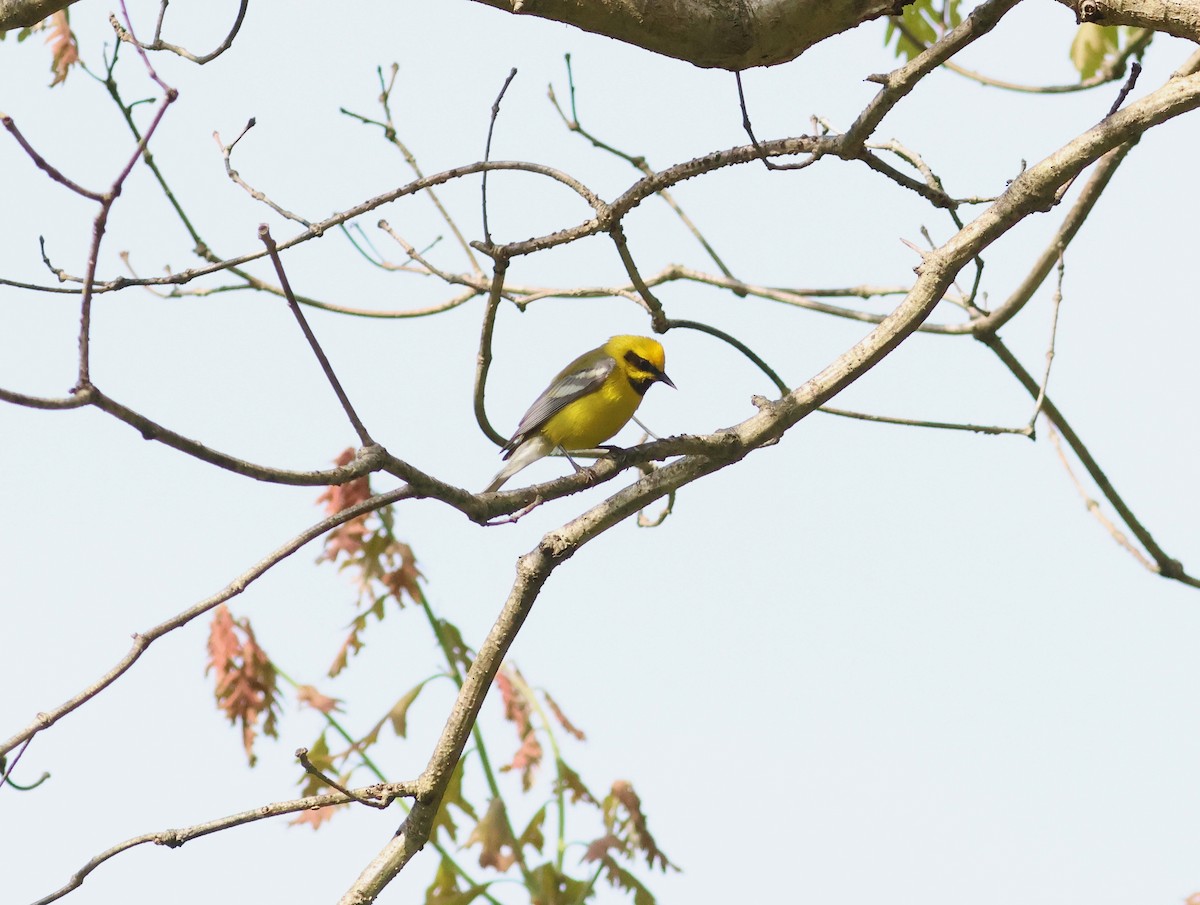 Goldflügel- x Blauflügel-Waldsänger (F2-Hybrid) - ML619201960