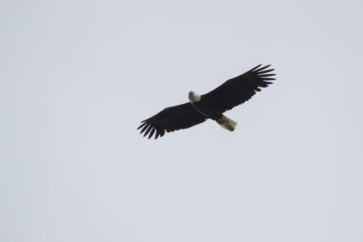 Bald Eagle - ML619201961