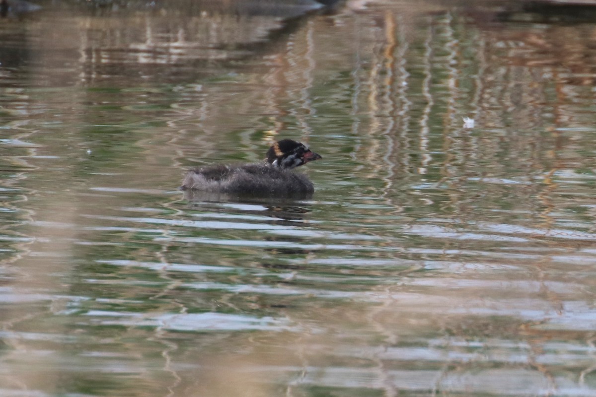 Pied-billed Grebe - Joli Reising